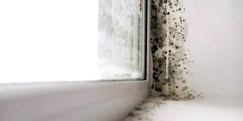 How To Get Rid Of Mold Spores In The Air Naturally - Reliable air duct cleaning houston